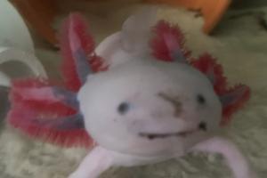 Axolotl Thumbnail