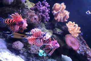 mixed reef Thumbnail