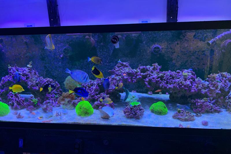 300G Custom Aquarium Thumbnail