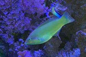 Green Wrasse Thumbnail