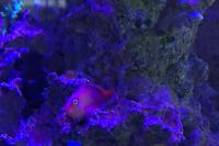 Flame Hawkfish Thumbnail