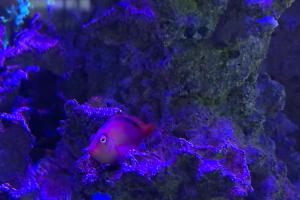 Flame Hawkfish Thumbnail