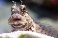 Lawnmower Blenny Thumbnail