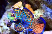 Mandarin Goby Thumbnail