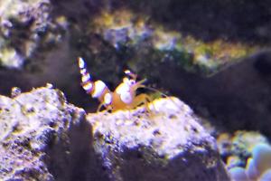 Sexy Anemone Shrimp Thumbnail