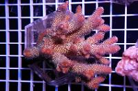 Acropora Spathulata Thumbnail