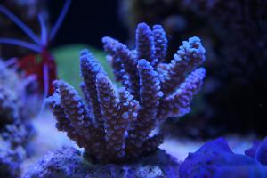 Tenuis Acropora Coral Thumbnail