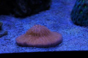 Plate Coral Orange - Short Tentacle Thumbnail