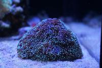 Tooth Coral Thumbnail