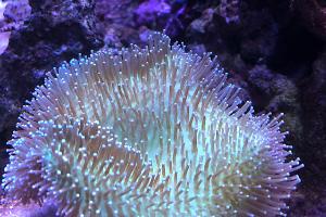 Yellow Fiji Leather Coral Thumbnail