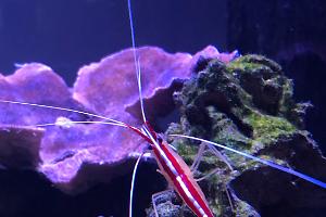 Red Line Cleaner Shrimp Thumbnail