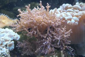 Kenya Tree Coral Thumbnail