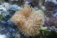 Toadstool Mushroom Leather Coral