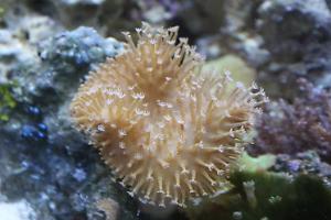 Toadstool Mushroom Leather Coral Thumbnail