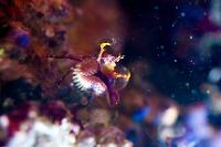 Porcelain Crab Hitchhiker