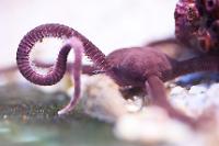 Serpent Sea Star Thumbnail