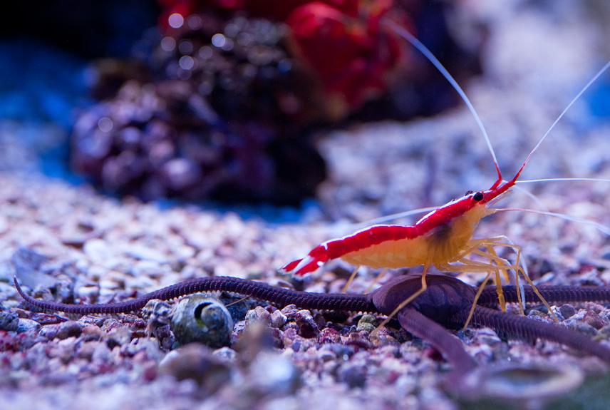 Red Line Cleaner Shrimp