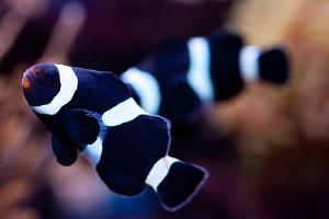 Australian Black and White Ocellaris Clownfish Thumbnail