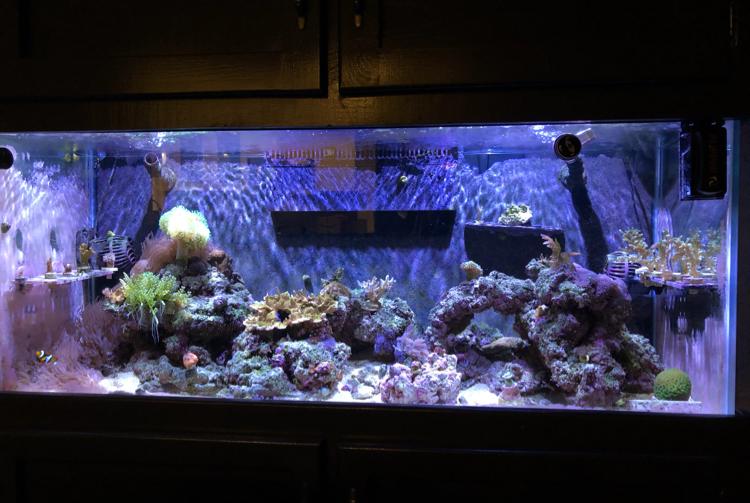 75 Gallon Mixed on May 18, 2019