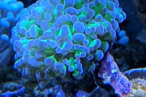 TMA Green Frogspawn 1 Head Thumbnail