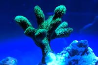 Green paly coral Thumbnail