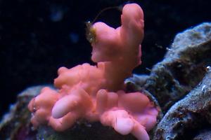 Montipora Setosa Thumbnail