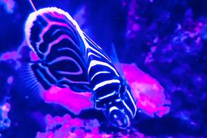 Emperor Angelfish young fish Thumbnail