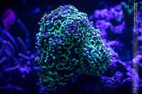 Hammer Anchor Coral Thumbnail