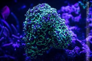 Hammer / Anchor Coral