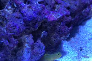 small mixed reef Thumbnail