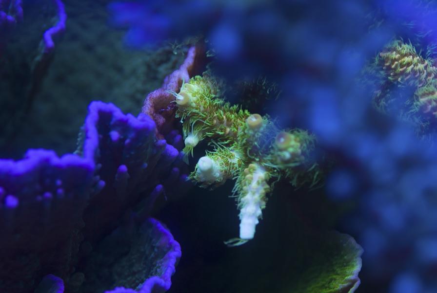 Acropora millepora