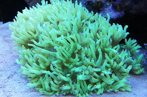 Coral elegante Thumbnail