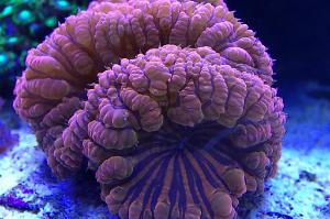 Big Polyp Blastomussa Coral Thumbnail