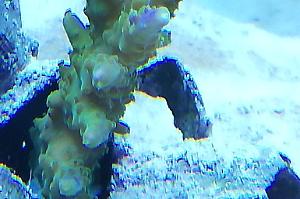 Acropora Borealis Thumbnail