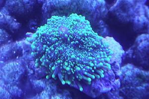 Green Fluorescent Mushroom