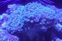 Hammer Anchor Coral Thumbnail