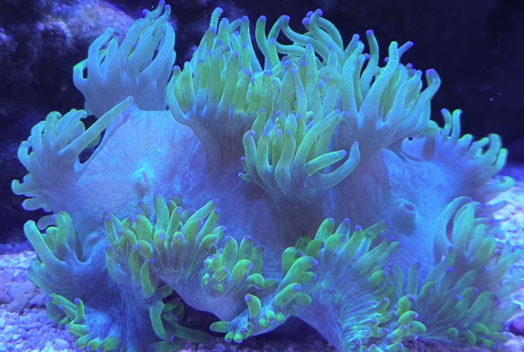 Elegance Coral