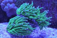 Torch Coral Thumbnail