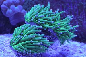 Torch Coral