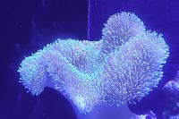 Toadstool Mushroom Leather Coral Thumbnail