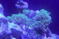 Green Star Polyp Thumbnail