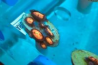 Sakura Zoanthids.jpg Thumbnail