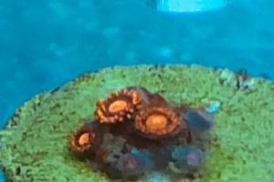  Coral Frag Aquarium Thumbnail