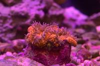 40G Mixed Reef on Jun 5, 2019