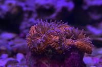 40G Mixed Reef on Jun 5, 2019