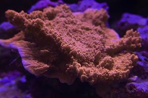 40G Mixed Reef on Jun 5, 2019