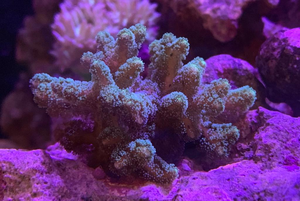 40G Mixed Reef on Jun 5, 2019