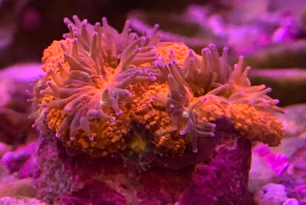 40G Mixed Reef on Jun 5, 2019