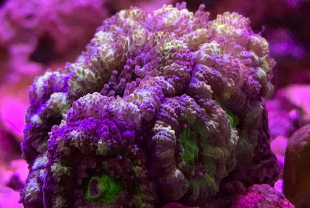 40G Mixed Reef on Jun 5, 2019