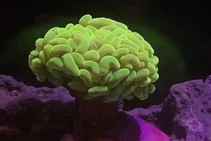 40G Mixed Reef on Jun 5, 2019